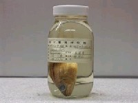 藏品(陳氏天竺鯛)的圖片